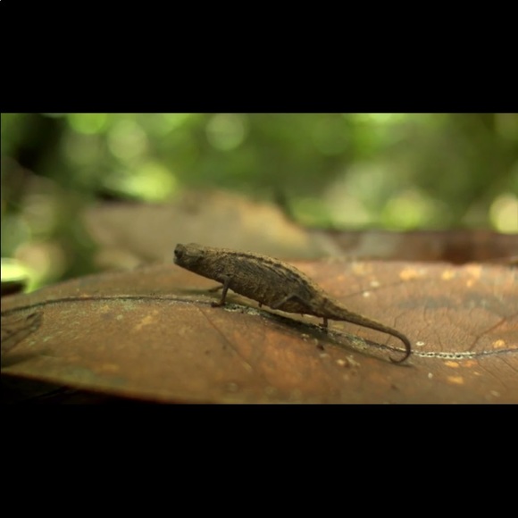 A Tiny Chameleon 🥰. NOT FOR SALE - Picture 7 of 7